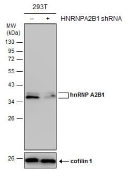 Invitrogen hnRNP A2B1 Polyclonal Antibody 100 &mu;L | Buy Online | Invitrogen&trade; | Fisher Scientific