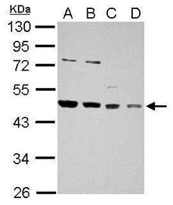 Invitrogen HDJ2 Polyclonal Antibody 100 &mu;L; Unconjugated:Antibodies,