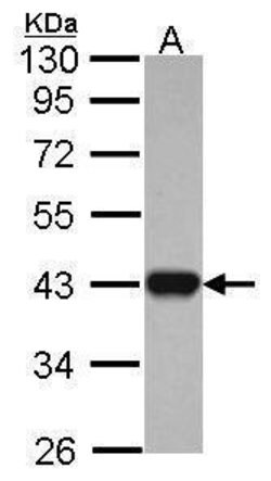Invitrogen IDH3A Polyclonal Antibody 100 &mu;L | Buy Online | Invitrogen&trade; | Fisher Scientific