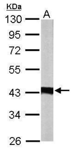 Invitrogen IDH3A Polyclonal Antibody 100 &mu;L | Buy Online | Invitrogen&trade; | Fisher Scientific