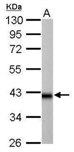 Invitrogen IDH3A Polyclonal Antibody 100 &mu;L | Buy Online | Invitrogen&trade; | Fisher Scientific