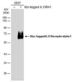 Invitrogen IL13RA1 Polyclonal Antibody 100 μL; Unconjugated:Antibodies,