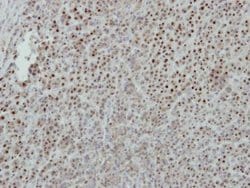 Invitrogen ISG20 Polyclonal Antibody 100 &mu;L; Unconjugated:Antibodies,