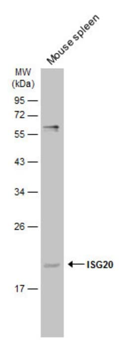 Invitrogen ISG20 Polyclonal Antibody 100 &mu;L; Unconjugated:Antibodies,