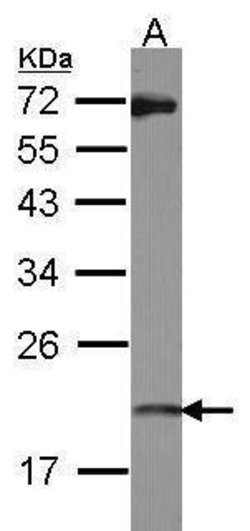 Invitrogen ISG20 Polyclonal Antibody 100 &mu;L; Unconjugated:Antibodies,