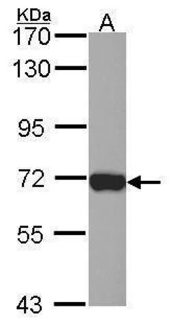 Invitrogen L-Plastin Polyclonal Antibody 100 &mu;L; Unconjugated:Antibodies,
