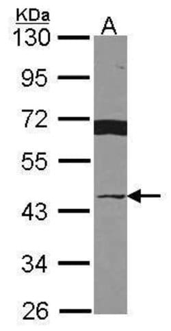 Invitrogen VWA5A Polyclonal Antibody 100 &mu;L; Unconjugated:Antibodies,