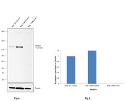 Invitrogen TRIM37 Polyclonal Antibody 100 &mu;L; Unconjugated:Antibodies,