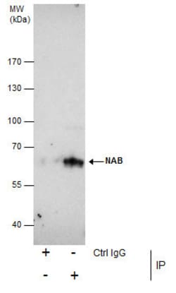 Invitrogen NAB2 Polyclonal Antibody 100 μL; Unconjugated:Antibodies,