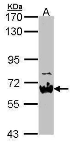 Invitrogen NAB2 Polyclonal Antibody 100 &mu;L; Unconjugated:Antibodies,