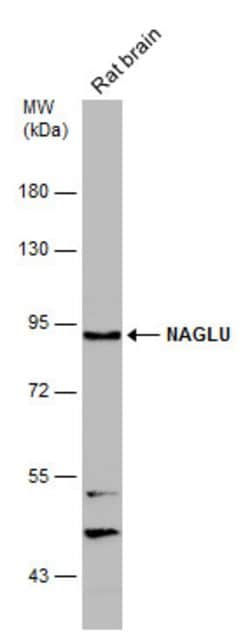 Invitrogen NAGLU Polyclonal Antibody 100 &mu;L | Buy Online | Invitrogen&trade; | Fisher Scientific