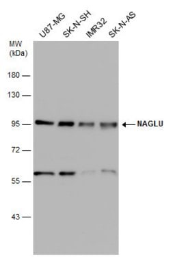 Invitrogen NAGLU Polyclonal Antibody 100 &mu;L | Buy Online | Invitrogen&trade; | Fisher Scientific