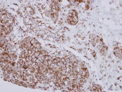 Invitrogen NDUFB10 Polyclonal Antibody 100 &mu;L; Unconjugated:Antibodies,