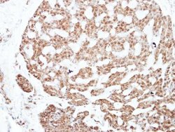 Invitrogen NFIC Polyclonal Antibody 100 &mu;L; Unconjugated:Antibodies,
