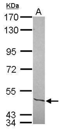 Invitrogen NFIC Polyclonal Antibody 100 &mu;L; Unconjugated:Antibodies,