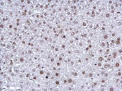 Invitrogen NFYB Polyclonal Antibody 100 &mu;L; Unconjugated:Antibodies,