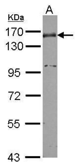 Invitrogen Nidogen Polyclonal Antibody 100 &mu;L | Buy Online | Invitrogen&trade; | Fisher Scientific