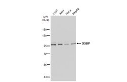 Invitrogen OSBP Polyclonal Antibody 100 &mu;L; Unconjugated:Antibodies,