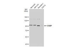 Invitrogen OSBP Polyclonal Antibody 100 &mu;L; Unconjugated:Antibodies,