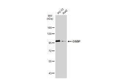 Invitrogen OSBP Polyclonal Antibody 100 &mu;L; Unconjugated:Antibodies,