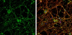 Invitrogen P2Y2 Polyclonal Antibody 100 &mu;L; Unconjugated:Antibodies,
