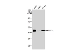 Invitrogen P2Y2 Polyclonal Antibody 100 &mu;L; Unconjugated:Antibodies,