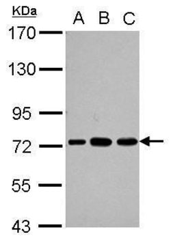Invitrogen PABPC3 Polyclonal Antibody 100 &mu;L; Unconjugated:Antibodies,