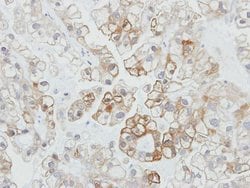 Invitrogen PDZK1 Polyclonal Antibody 100 &mu;L; Unconjugated:Antibodies,