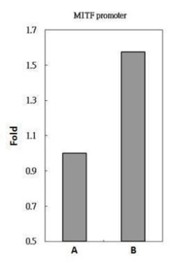 Invitrogen POU3F2 Polyclonal Antibody 100 &mu;L | Buy Online | Invitrogen&trade; | Fisher Scientific