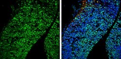 Invitrogen POU3F2 Polyclonal Antibody 100 &mu;L | Buy Online | Invitrogen&trade; | Fisher Scientific