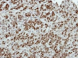 Invitrogen POU3F2 Polyclonal Antibody 100 &mu;L | Buy Online | Invitrogen&trade; | Fisher Scientific