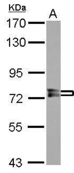 Invitrogen PPEF1 Polyclonal Antibody 100 &mu;L | Buy Online | Invitrogen&trade; | Fisher Scientific