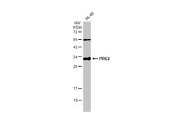 Invitrogen PRG2 Polyclonal Antibody 100 &mu;L; Unconjugated:Antibodies,