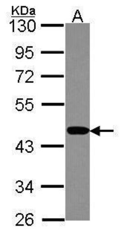 Invitrogen PSMC6 Polyclonal Antibody 100 &mu;L; Unconjugated:Antibodies,
