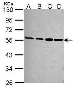Invitrogen PSMD4 Polyclonal Antibody 100 &mu;L; Unconjugated:Antibodies,