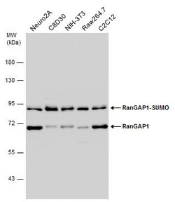 Invitrogen RANGAP1 Polyclonal Antibody 100 &mu;L; Unconjugated:Antibodies,