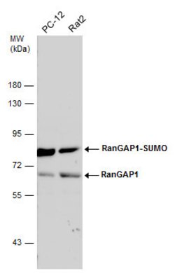 Invitrogen RANGAP1 Polyclonal Antibody 100 &mu;L; Unconjugated:Antibodies,