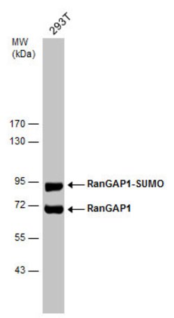 Invitrogen RANGAP1 Polyclonal Antibody 100 &mu;L; Unconjugated:Antibodies,