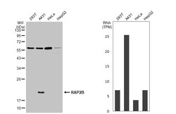 Invitrogen RAP2B Polyclonal Antibody 100 &mu;L | Buy Online | Invitrogen&trade; | Fisher Scientific