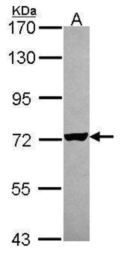 Invitrogen RARS Polyclonal Antibody 100 &mu;L; Unconjugated:Antibodies,