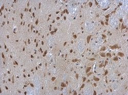 Invitrogen RPL3 Polyclonal Antibody 100 &mu;L; Unconjugated:Antibodies,