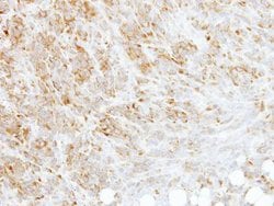 Invitrogen RPL3 Polyclonal Antibody 100 &mu;L; Unconjugated:Antibodies,