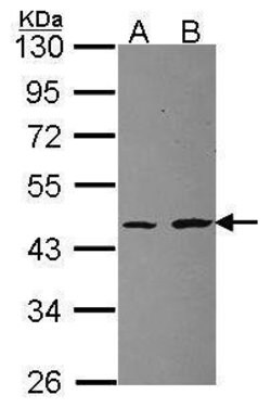 Invitrogen RPL3 Polyclonal Antibody 100 &mu;L; Unconjugated:Antibodies,