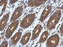 Invitrogen RPL9 Polyclonal Antibody 100 &mu;L; Unconjugated:Antibodies,