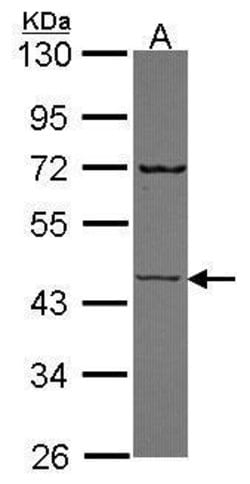 Invitrogen SEMG1 Polyclonal Antibody 100 &mu;L; Unconjugated:Antibodies,