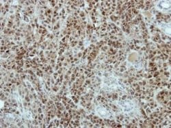 Invitrogen SFRS10 Polyclonal Antibody 100 &mu;L; Unconjugated:Antibodies,