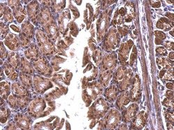 Invitrogen SFRS10 Polyclonal Antibody 100 &mu;L; Unconjugated:Antibodies,