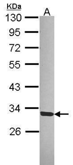 Invitrogen SGTA Polyclonal Antibody 100 μL; Unconjugated:Antibodies,