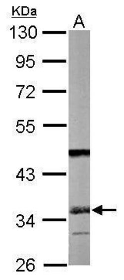 Invitrogen SGTA Polyclonal Antibody 100 μL; Unconjugated:Antibodies,