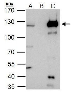 Invitrogen HLTF Polyclonal Antibody 100 &mu;L; Unconjugated:Antibodies,